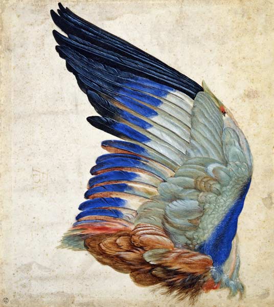 Wing of a Blue Roller à Hans Hoffmann