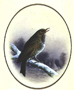 Song Thrush