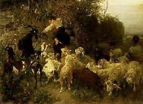 Garçon nourrissant des chèvres et des moutons