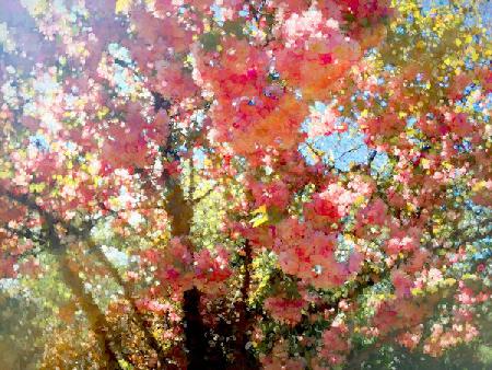 Spring Blossom Sky