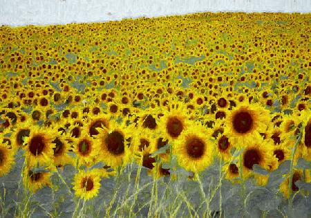 Sunflower field