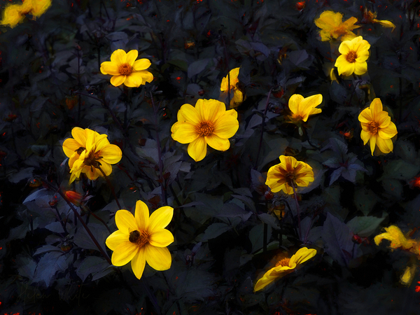 Yellow Velvet à Helen White