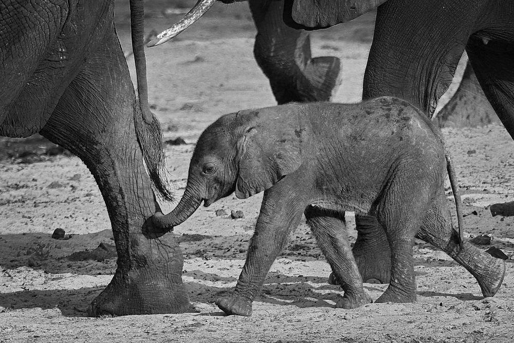 baby elephant à Henk Langerak