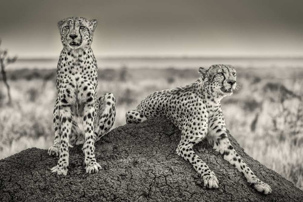 Two Cheetahs watching out à Henrike Scheid