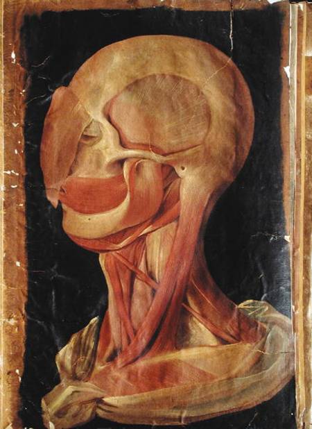 Anatomical drawing of the human head à Hieronymus Fabricius ab Aquapendente