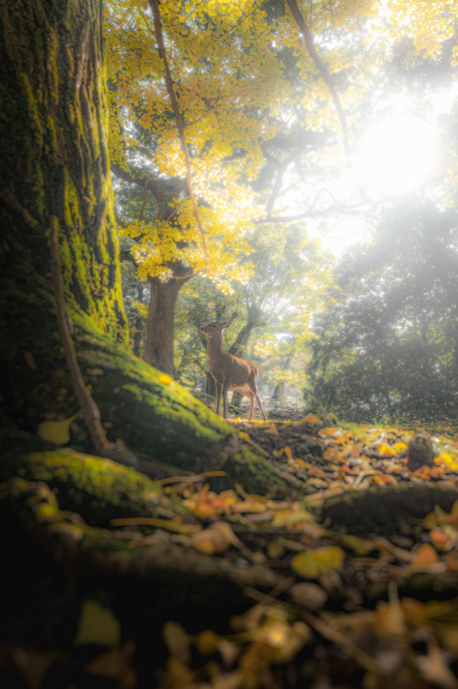 A fawn in the autumn forest à まちゅばら/Hiroki Matsubara