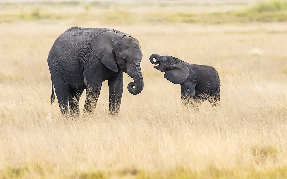 Mother and baby elephants à Hua Zhu