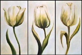 trois tulipes