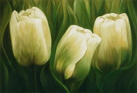 tulipes 2001