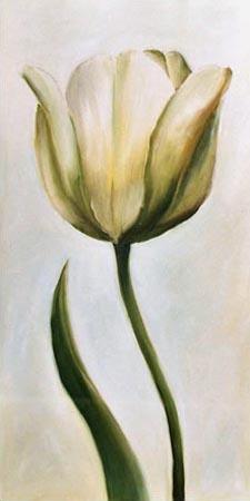 tulipe blanche 1