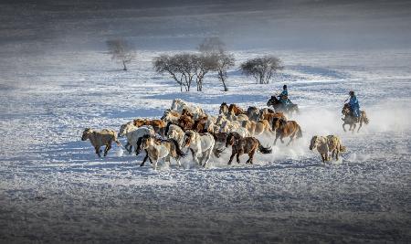 Galloping Horses