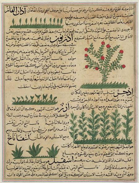 Ms E-7 fol. 142b Botanical plants, illustration from 'The Wonders of the Creation and the Curiositie à École islamique