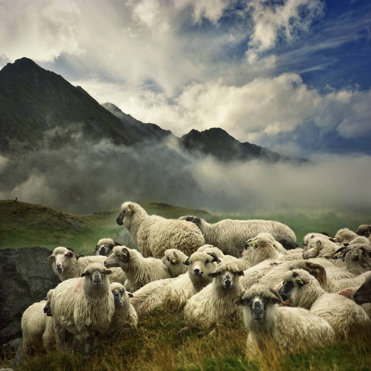The Silence of the Lambs à Istvan Kadar