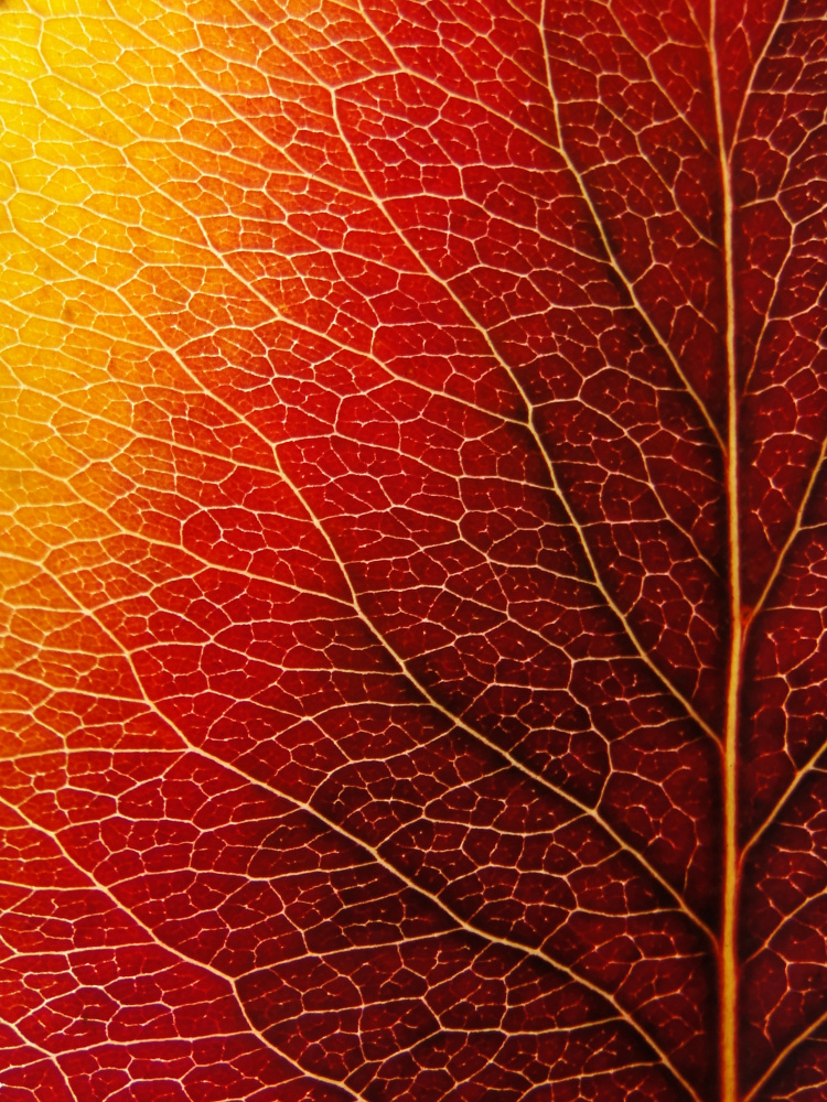 Autumn Leaf à Ivan Lesica
