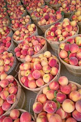 Bushels of Fresh Peaches à Jack Kunnen