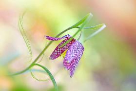 Snake's Head Fritillary