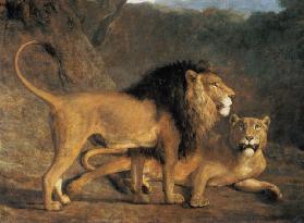 Lion et lionne dans la ménagerie Exeter