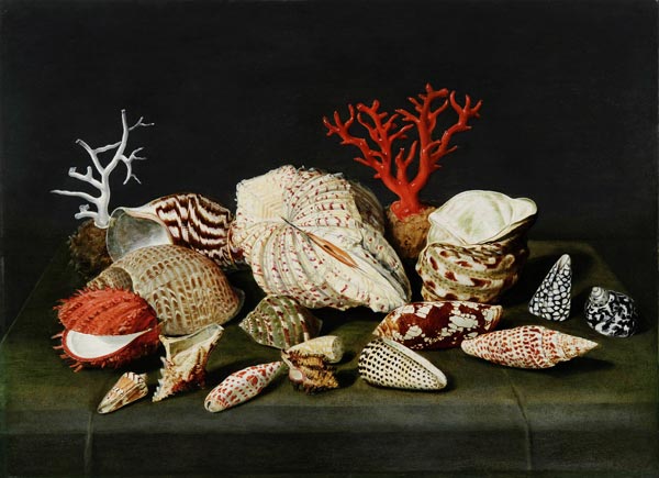 Still life with shells and corals à Jacques Linard