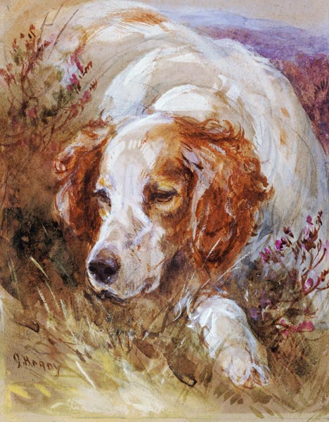 A Spaniel (w/c and bodycolour on paper) à James Jnr Hardy