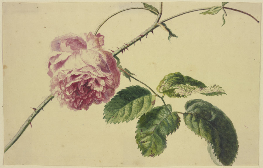 A rose à Jan van Huysum