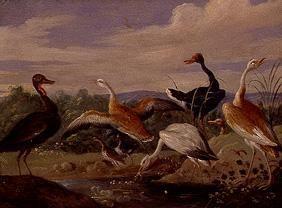 Huit oiseaux d'eau à un étang.