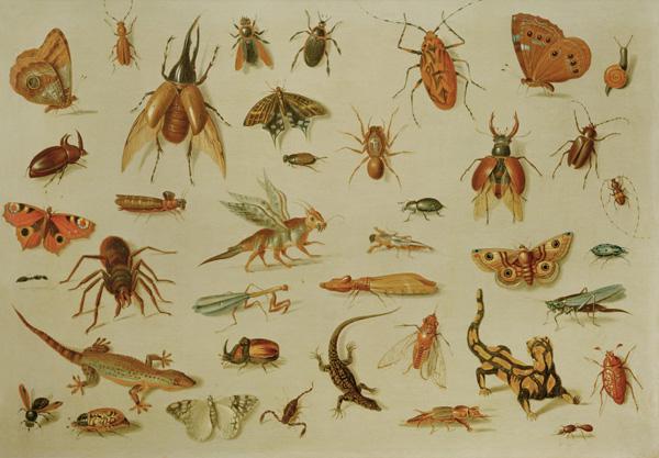 Insectes et Reptilien