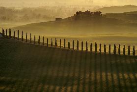 Cypress shadows