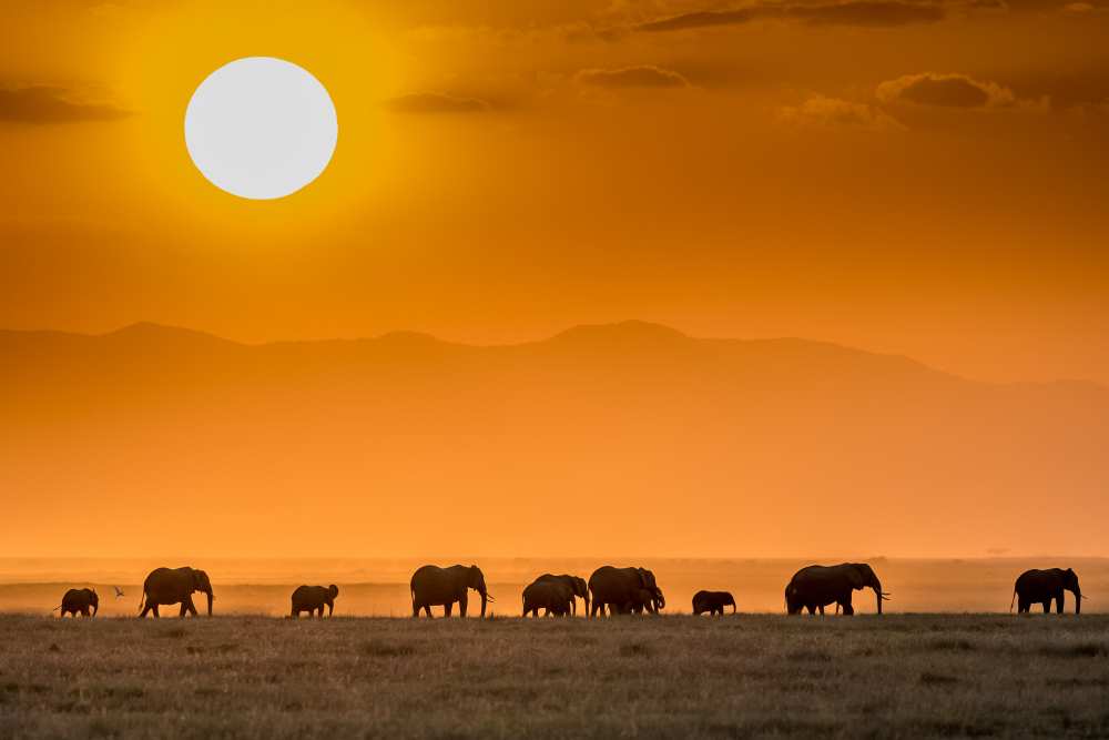 Sunrise over Amboseli à Jeffrey C. Sink