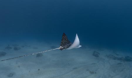 Spotted Eagle Ray