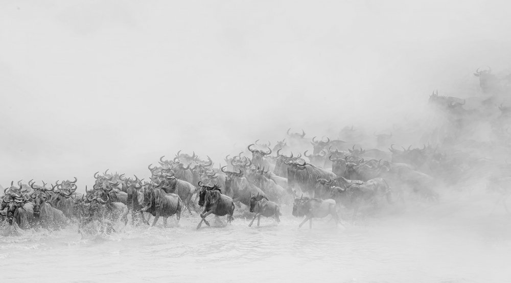 Migration ( wildebeests crossing river) à Jennifer Lu