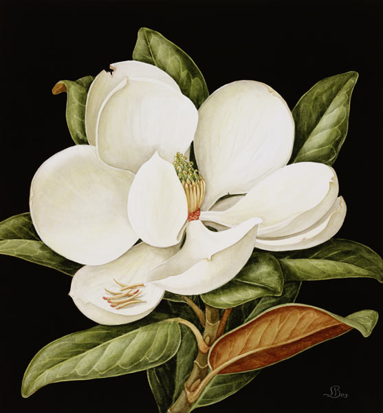 Magnolia Grandiflora à Jenny  Barron