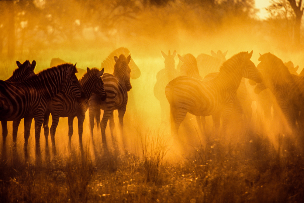 Zebras in Early Light-Botswana à Jerome S. Siegel