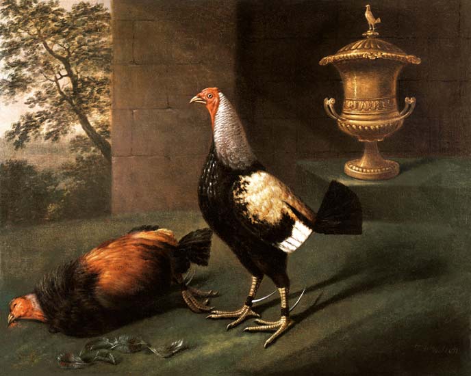 Portrait of `Phenomenon', the silver-laced bantam wearing spurs and standing over his victim à J.F. Wilson