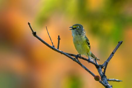 White eyed vireo