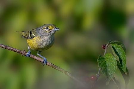 White eyed vireo