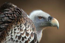 Vulture