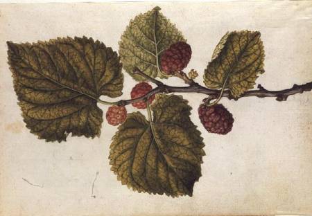 Mulberry: Morus nigra à J.le Moyne  de Morgues