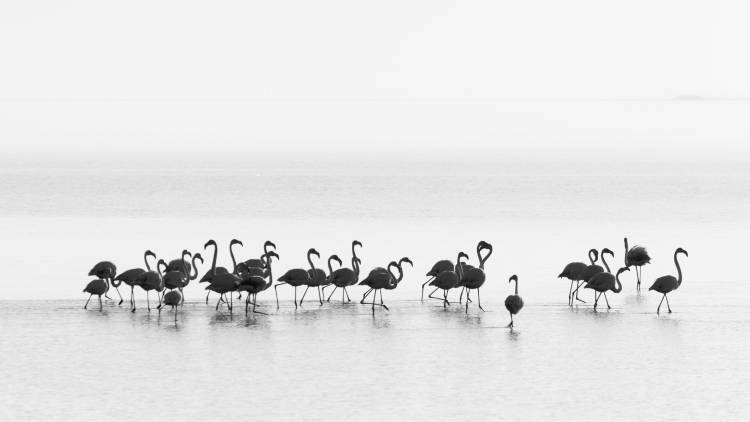 Flamingos à Joan Gil Raga
