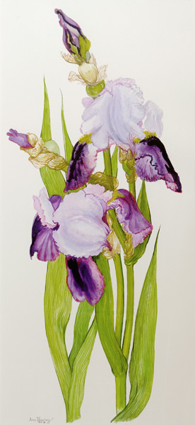 Mauve and purple irises with two buds à Joan  Thewsey