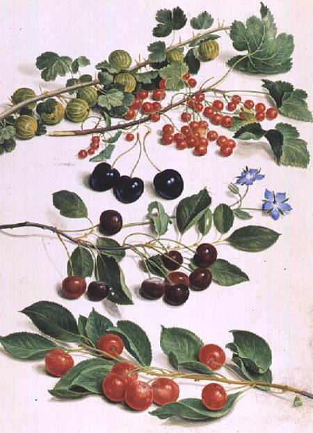 Gooseberries, Cherries and Redcurrants à Johann Jakob Walther