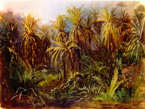 Le Palmenwald à Manzanillo. à Johann Moritz Rugendas