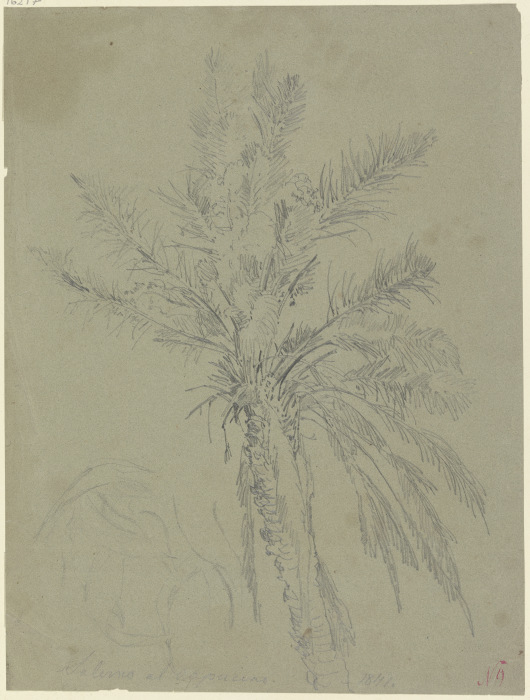 Palm tree in Salerno à Johann Nepomuk Rauch