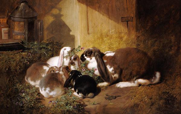 famille de lapins