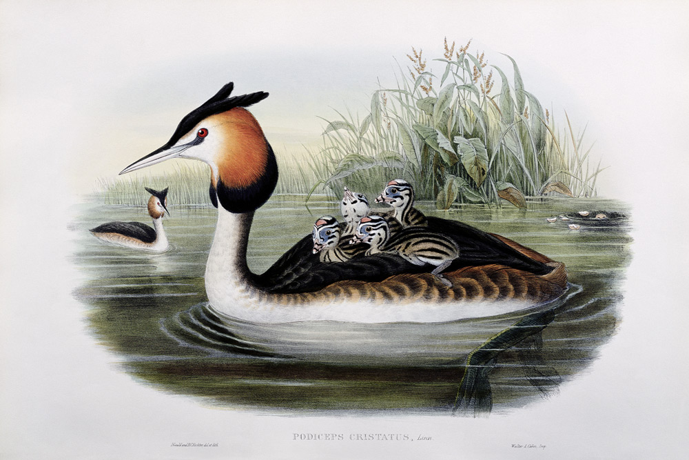 Great Crested Grebe (Podiceps Cristatus) (hand coloured litho) à John Gould