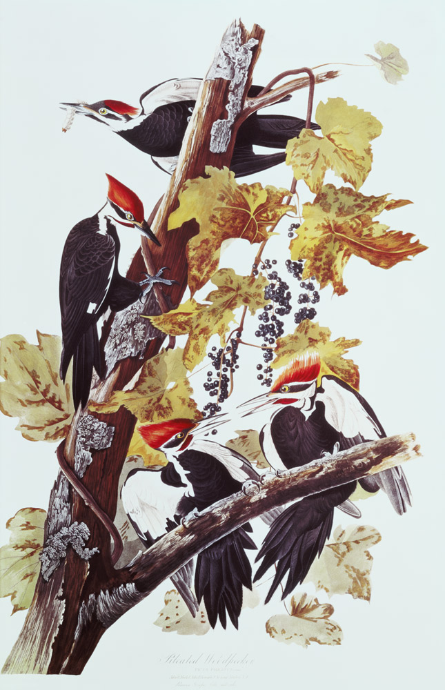 Pileated Woodpeckers à John James Audubon