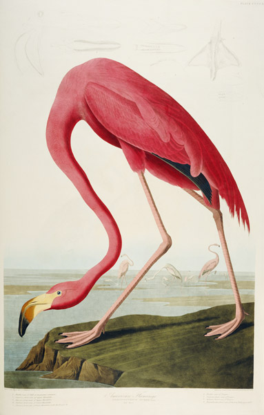 American Flamingo à John James Audubon