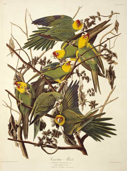 Carolina Parakeet, from 'Birds of America' à John James Audubon
