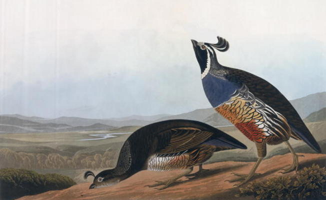 Californian Partridge, from 'Birds of America', engraved by Robert Havell (1793-1878) 1838 (coloured à John James Audubon