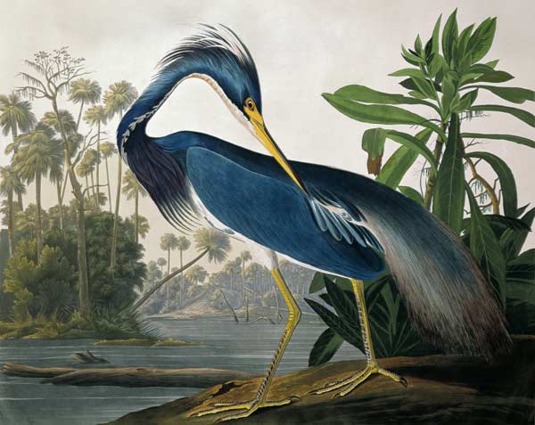 Héron de Louisiane, extrait de "Birds of America", gravé par Robert Havell (1793-1878) 1834  à John James Audubon