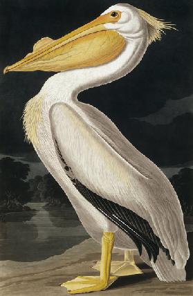 Pélican Blanc d'Amérique, extrait de 'Birds of America', gravé par Robert Havell (1793-1878)